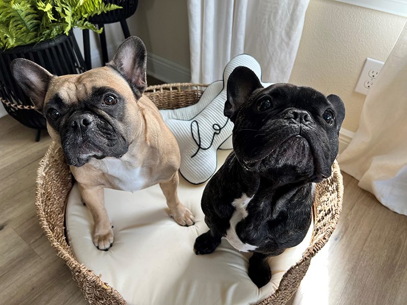 Frenchies in a pet basket
